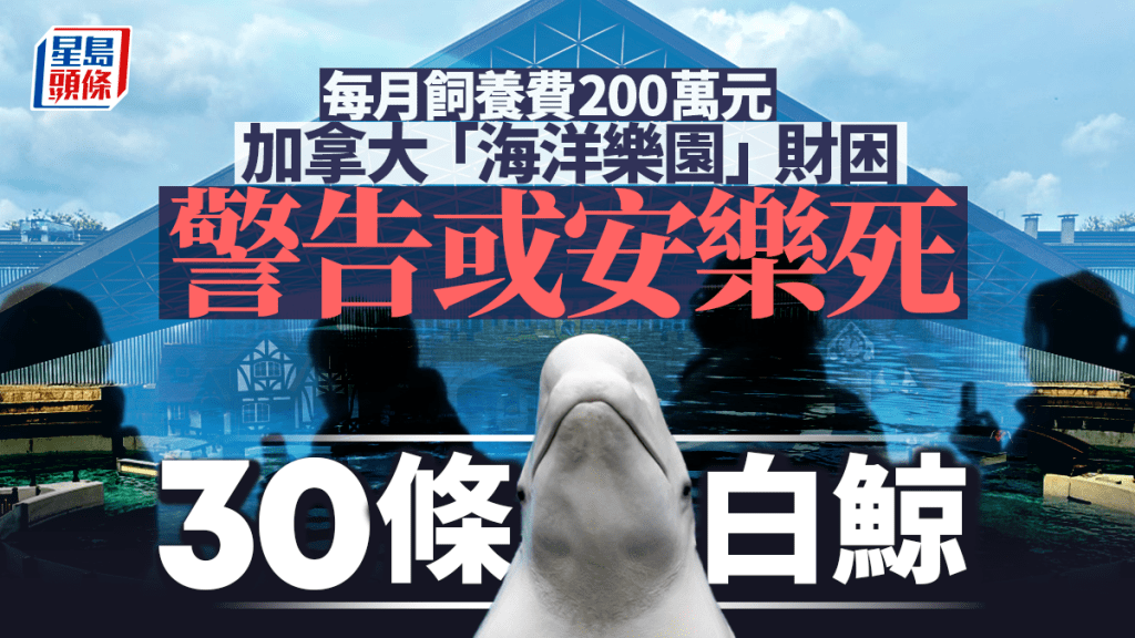 加國「海洋樂園」財困與政府角力 警告或安樂死30條白鯨 震驚動保界