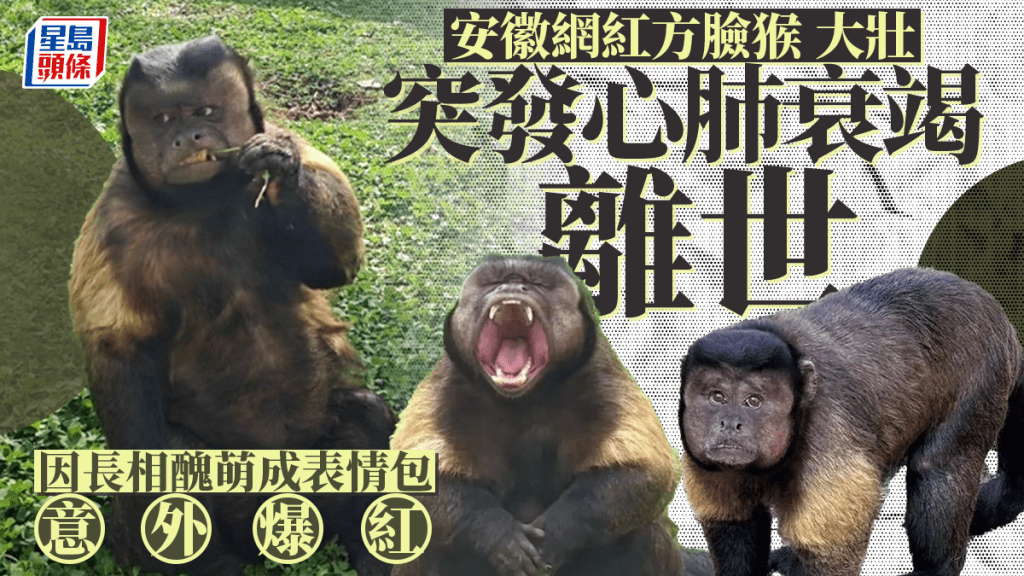安徽網紅方臉猴「大壯」因突發心肺衰竭離世。