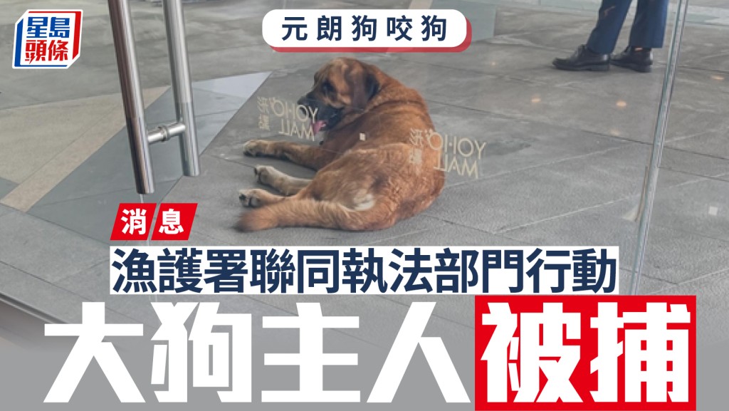 元朗狗咬狗｜消息：漁護署聯同執法部門拘捕大狗主人