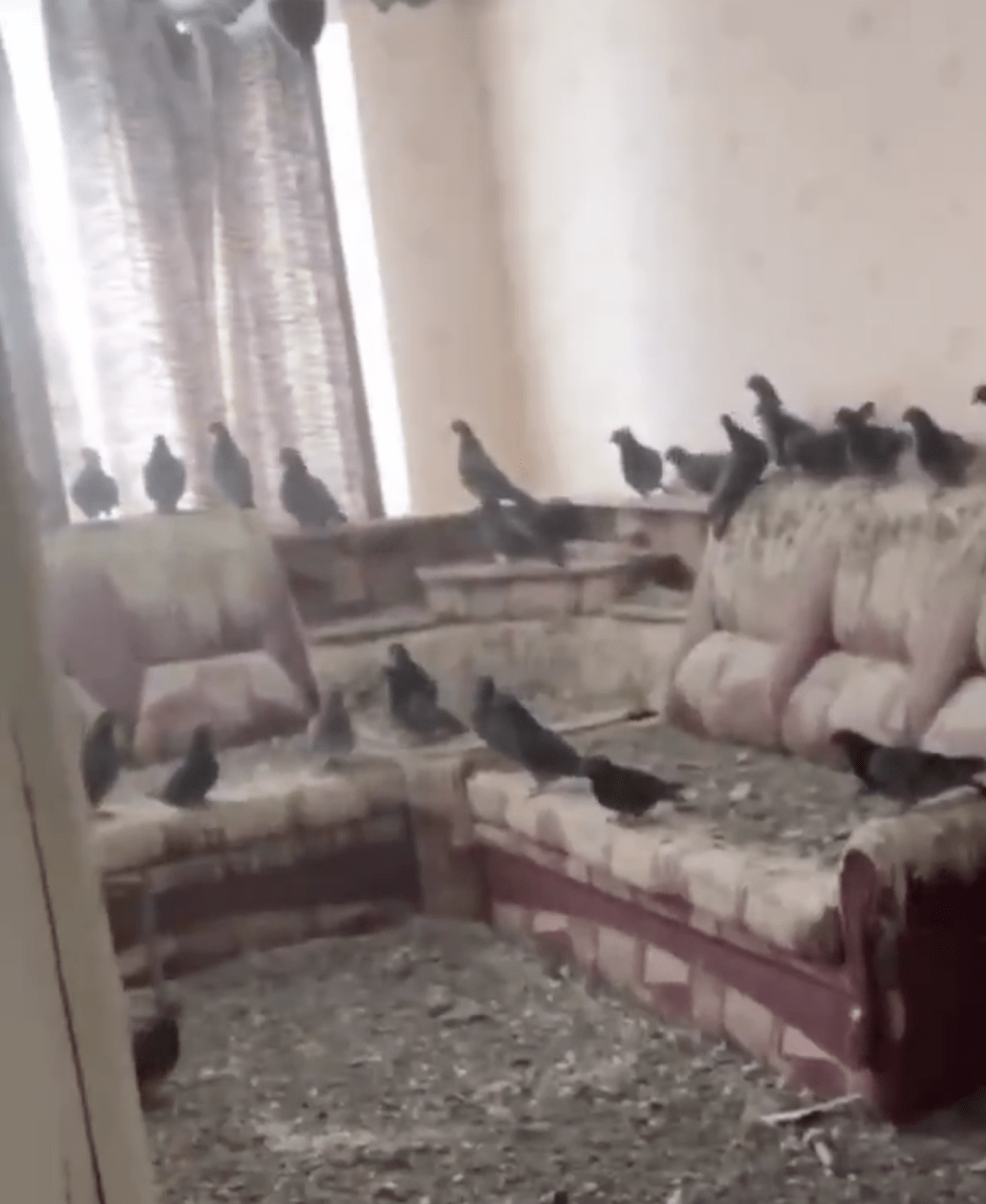 寓所的地板堆滿糞便與羽毛，梳化上更排滿鴿子。X影片截圖
