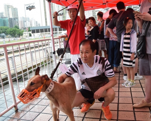 漁護署公佈港人領養格力犬的安排。資料圖片