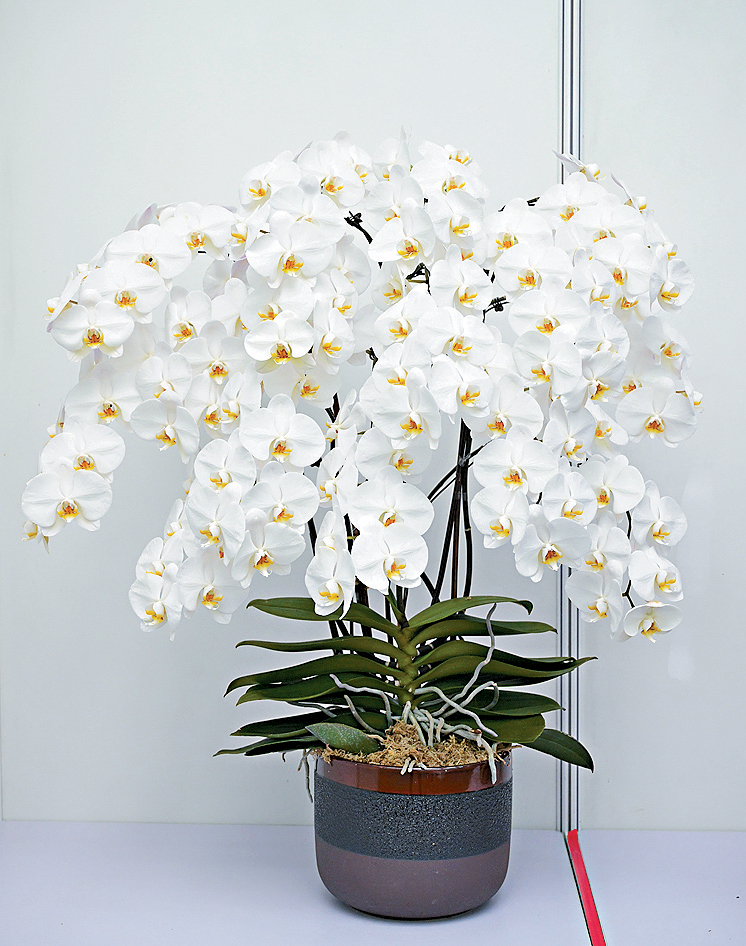 形態優美的蘭花為公開組全場總冠軍。