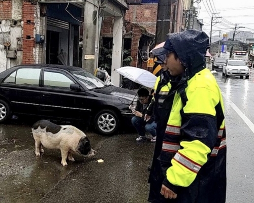 麝香豬被多士吸引掛住食。網圖