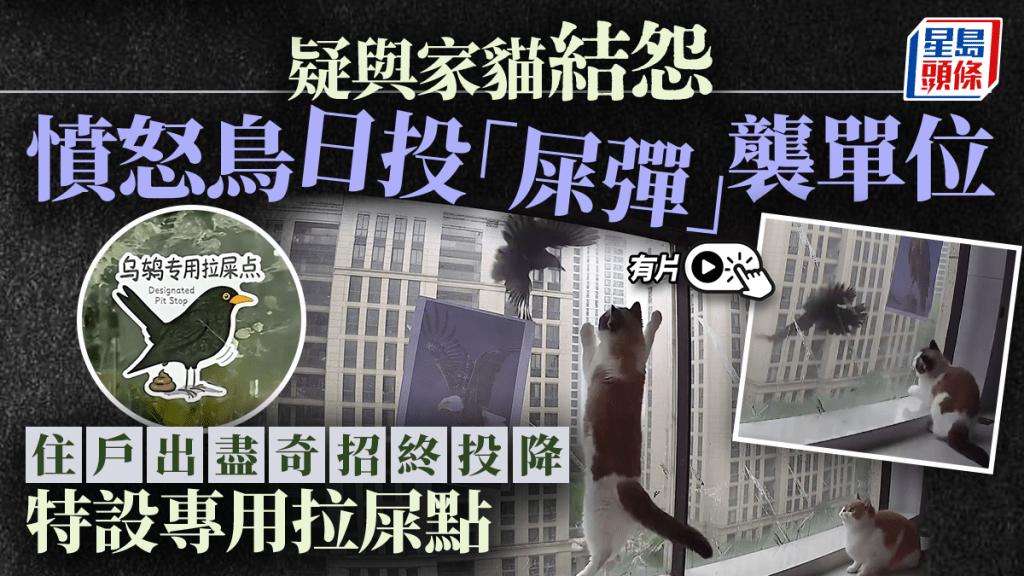 憤怒鳥｜疑與家貓交惡日日「屎襲」單位  女住戶奇招盡出終投降｜有片