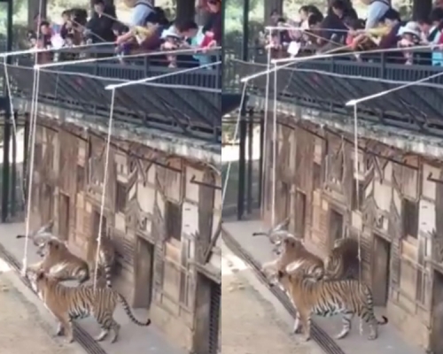 雲南野生動物園「釣老虎」項目安全問題成疑,公司稱已立刻進行整改。影片截圖