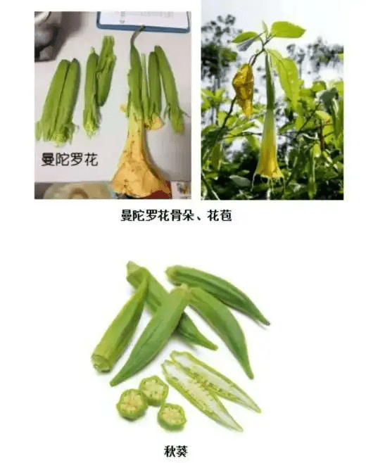 曼陀羅幼苗與秋葵十分相似。 敘州疾控 曼陀羅幼苗與秋葵十分相似。 敘州疾控