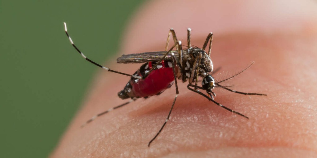 白紋伊蚊可以傳播基孔肯雅熱病毒。網上圖片