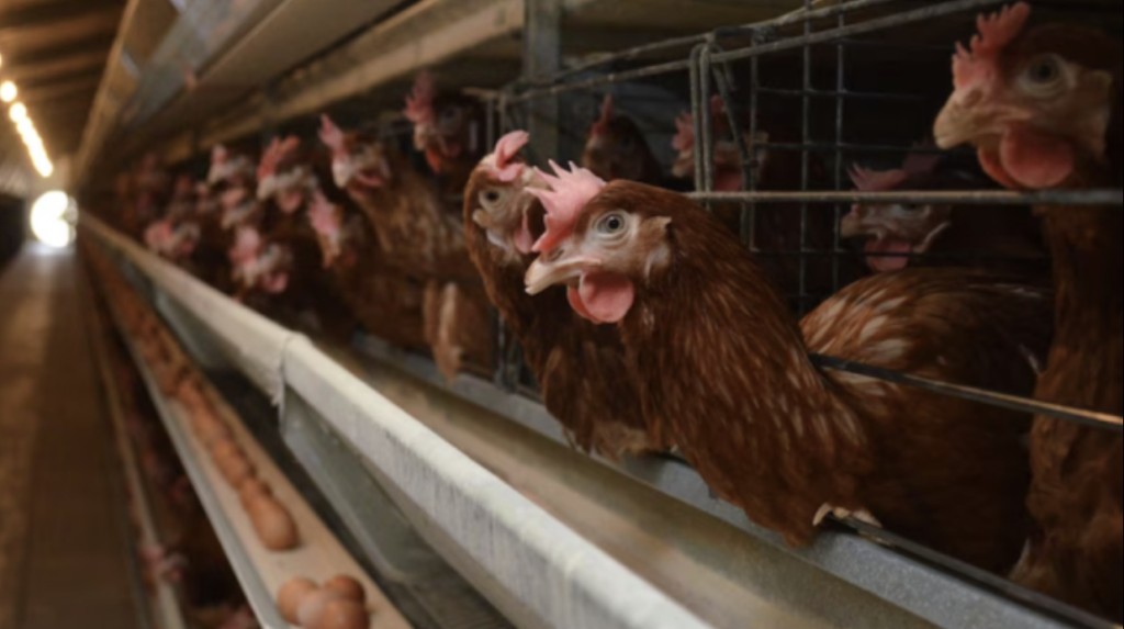 澳洲維多利亞州農場禽流感疫情日益嚴重。