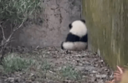 大熊貓福菀被遊客潑水後委屈躲角落影像在網上廣傳。