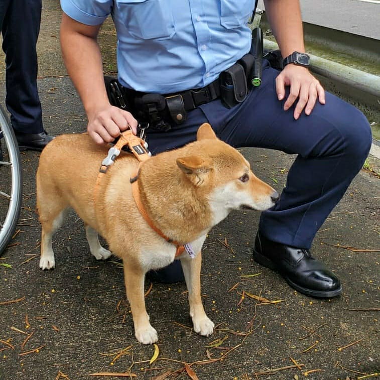 小柴犬迷失於荃錦公路。 香港警察 Hong Kong Police FB 圖片 
