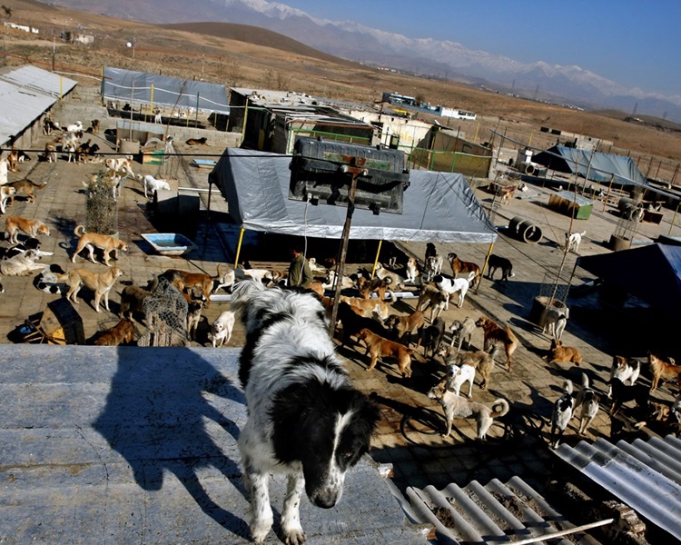 狗在當地被視為不潔動物。AP
