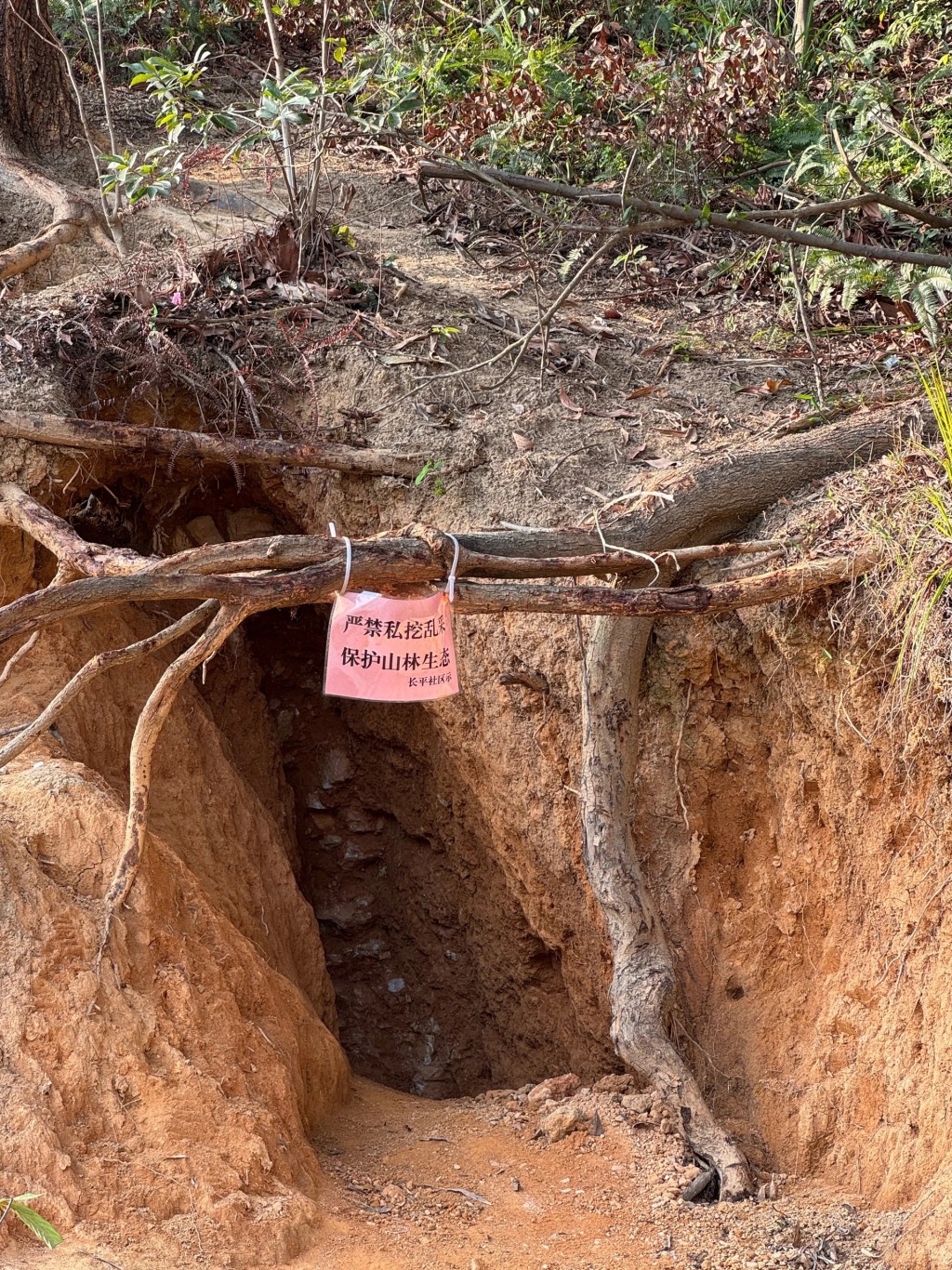 广州暹岗大山遭非法开挖水晶致环境大受破坏。小红书@养花老婆婆