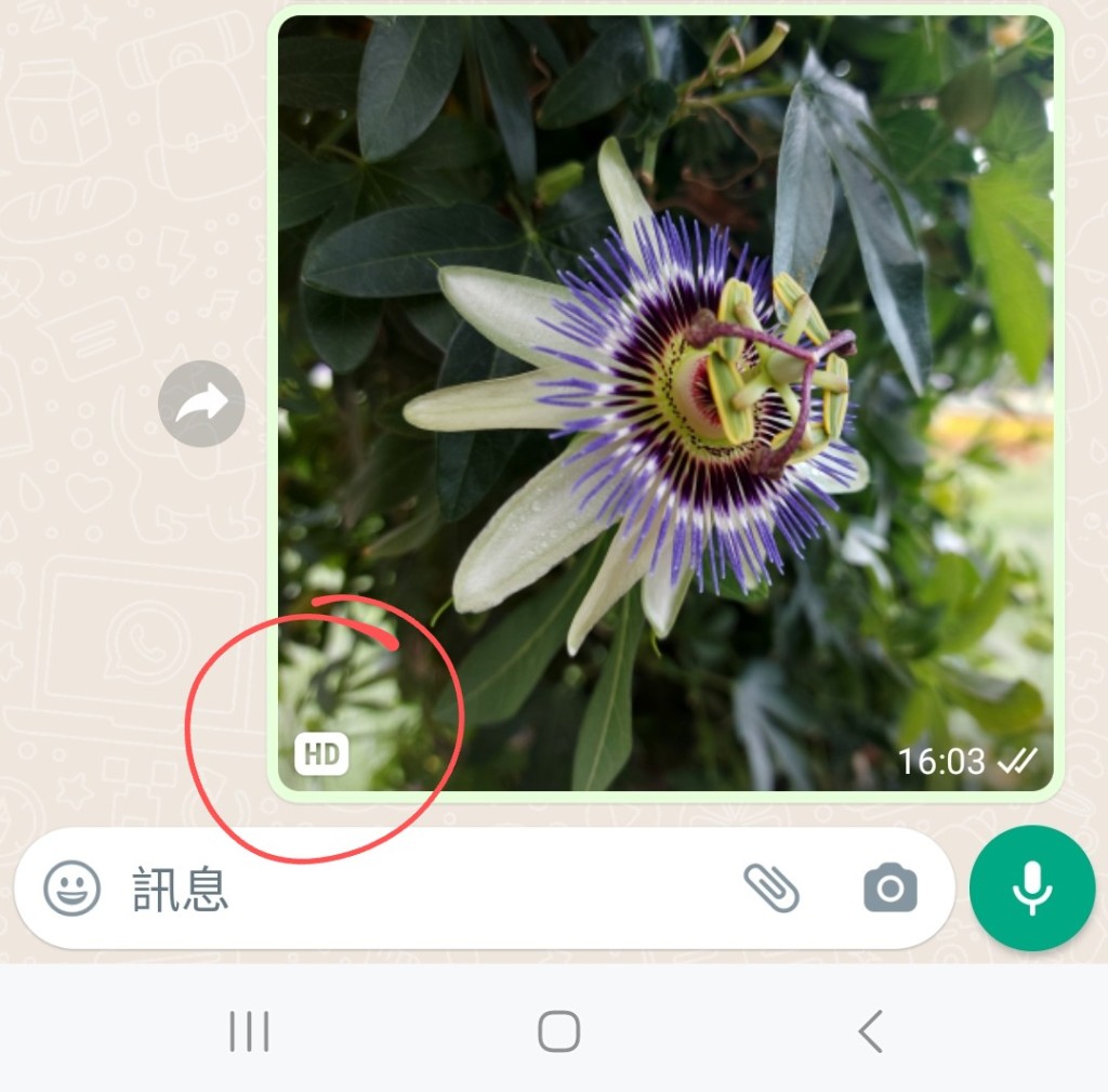 WhatsApp新功能｜WhatsApp高清相片傳送使用方法 按下「高清畫質」及「完成」，會彈出文字框顯示「１張相片已設為高清畫質」，按傳送鍵，對方便會收到增添「HD」水印的高清相片。