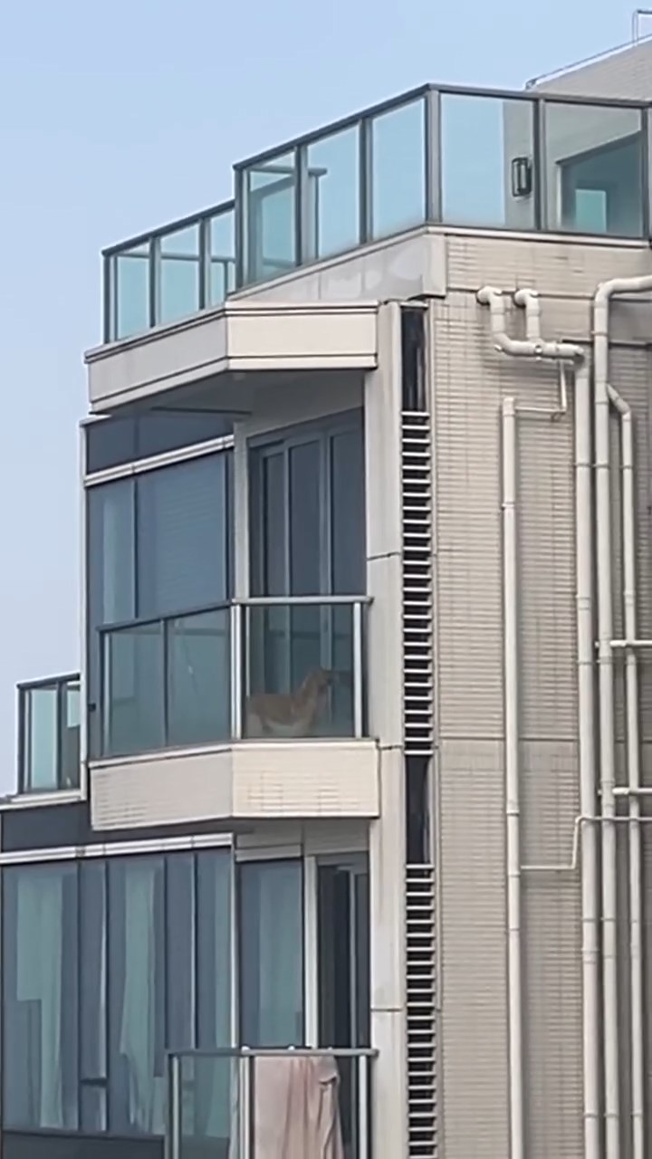 將軍澳日出康城有一隻金毛尋回犬被困在頂層單位的露台上,其間更被人用拖鞋打頭。threads@vkcl.v片段截圖 將軍澳日出康城有一隻金毛尋回犬被困在頂層單位的露台上,其間更被人用拖鞋打頭。threads@vkcl.v片段截圖