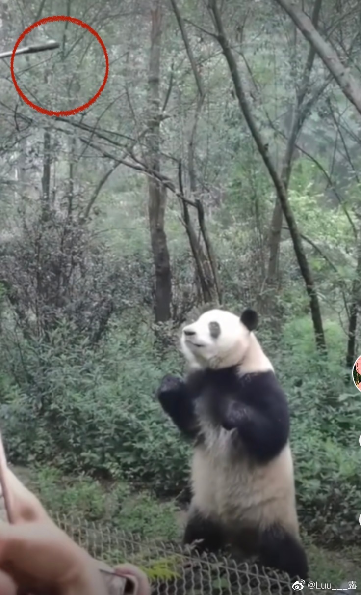 游客用自拍杆逗熊猫。