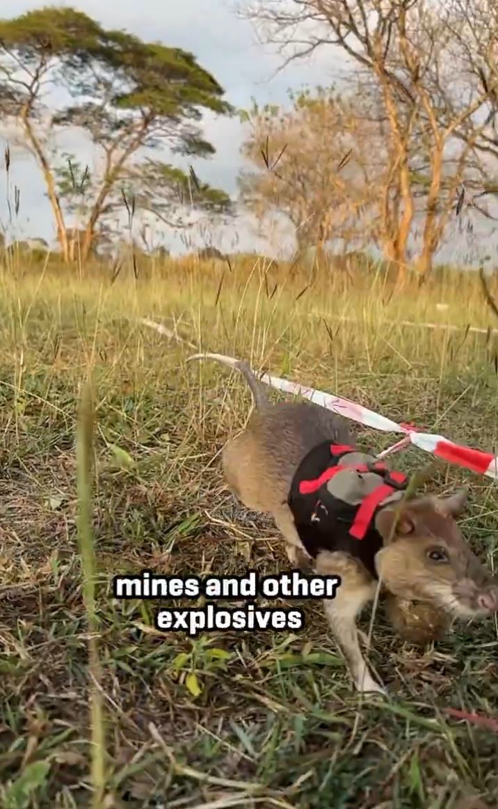 經訓練的非洲巨鼠能快速找出地雷。X@herorats