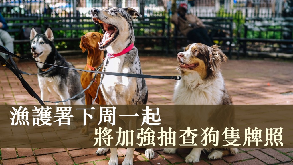 漁護署下周一起將加強抽查狗隻牌照。unsplash圖片（示意圖）