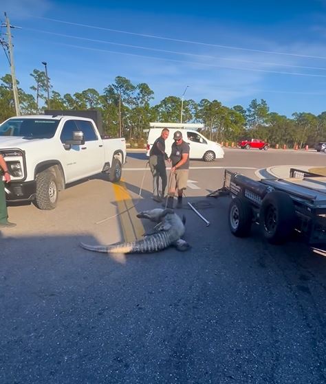 多人合力控制鱷魚。Facebook