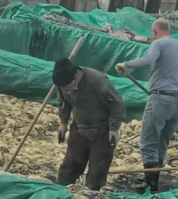 影片顯示工人在酸菜池內隨意吐痰及吸煙。