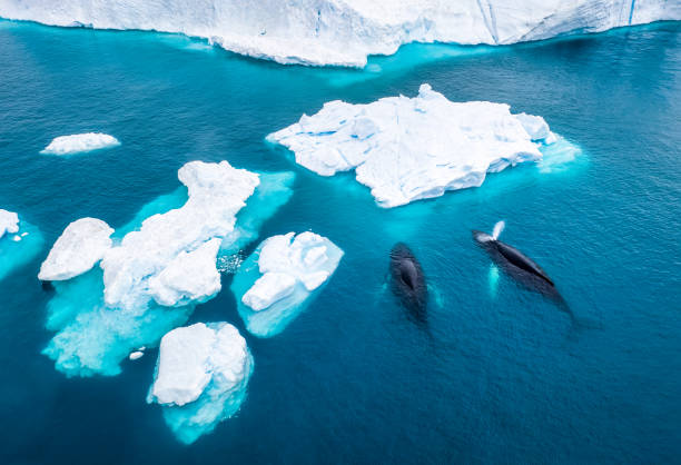 北極圈有座頭鯨出沒。