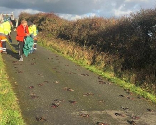 英國數百隻鳥猝死墮地,屍體集中掉落同一條路上,內臟爆出死狀恐怖,當局坦言「離奇」。(網圖)