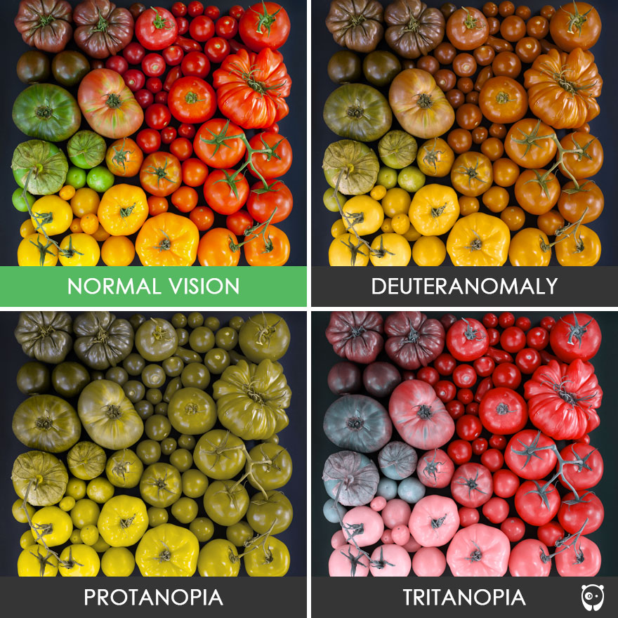 左上為正常視力、右上為綠色盲（Deuteranomalia）、左下為紅色盲（Protanopia）、右下為藍黃色盲（Tritanopia）。（Bored Panda圖片）