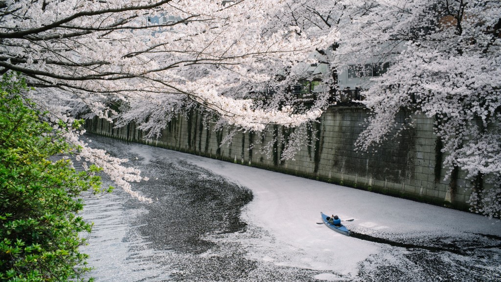 游客在日本东京泛舟赏樱。 新华社