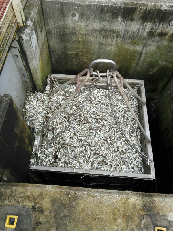 海水經過水柵後進入鼓形濾網篩走細小魚類及垃圾。