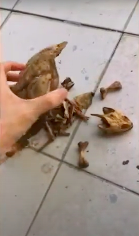 龜的骨架成碎塊。網圖