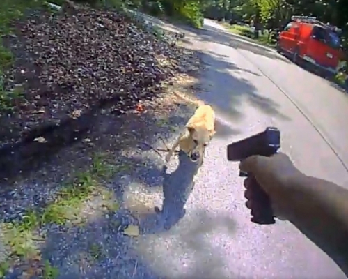新州警高叫「退後」, 開槍擊斃寵物犬。(網圖)