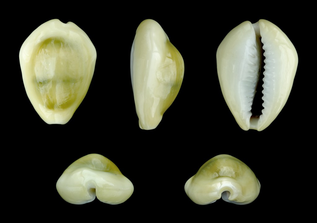 一個貨貝貝殼不同角度的視圖（維基百科圖片）