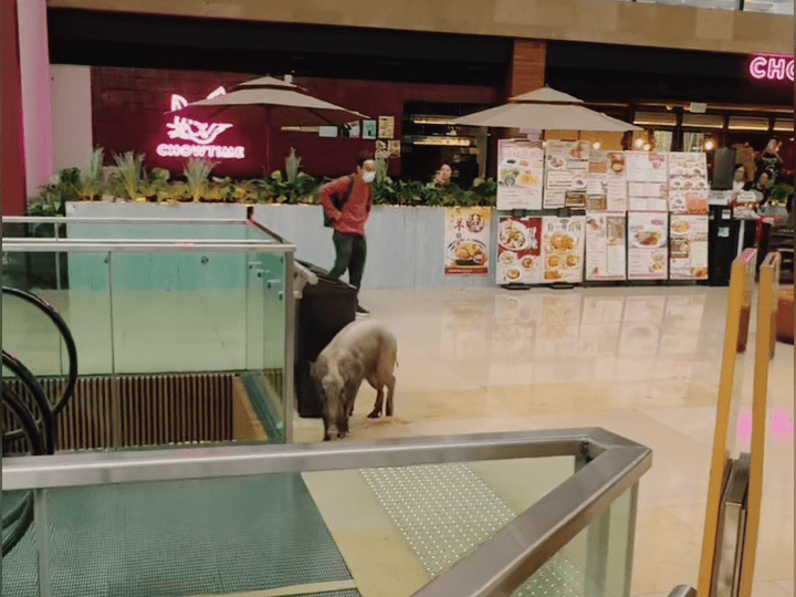 野豬較早時闖入烏溪沙站及附近商場。小紅書：香港小紅薯