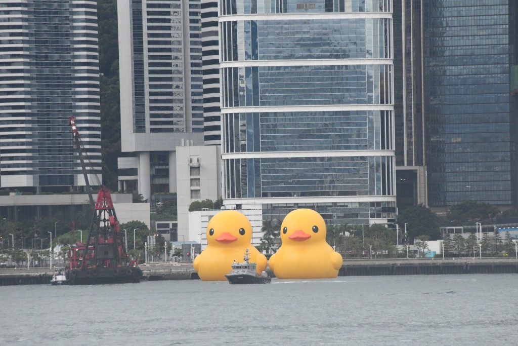 两只完成充气的巨型黄鸭「精神饱满」、「气」定神闲亮相维港。李家杰摄