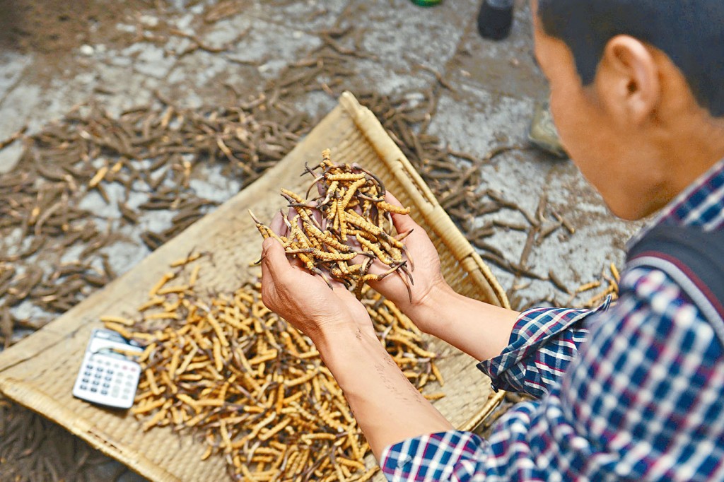 藏民上山採集蟲草。