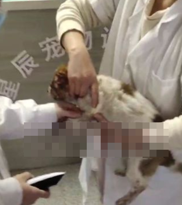 小狗送动物医院后遭安乐死。