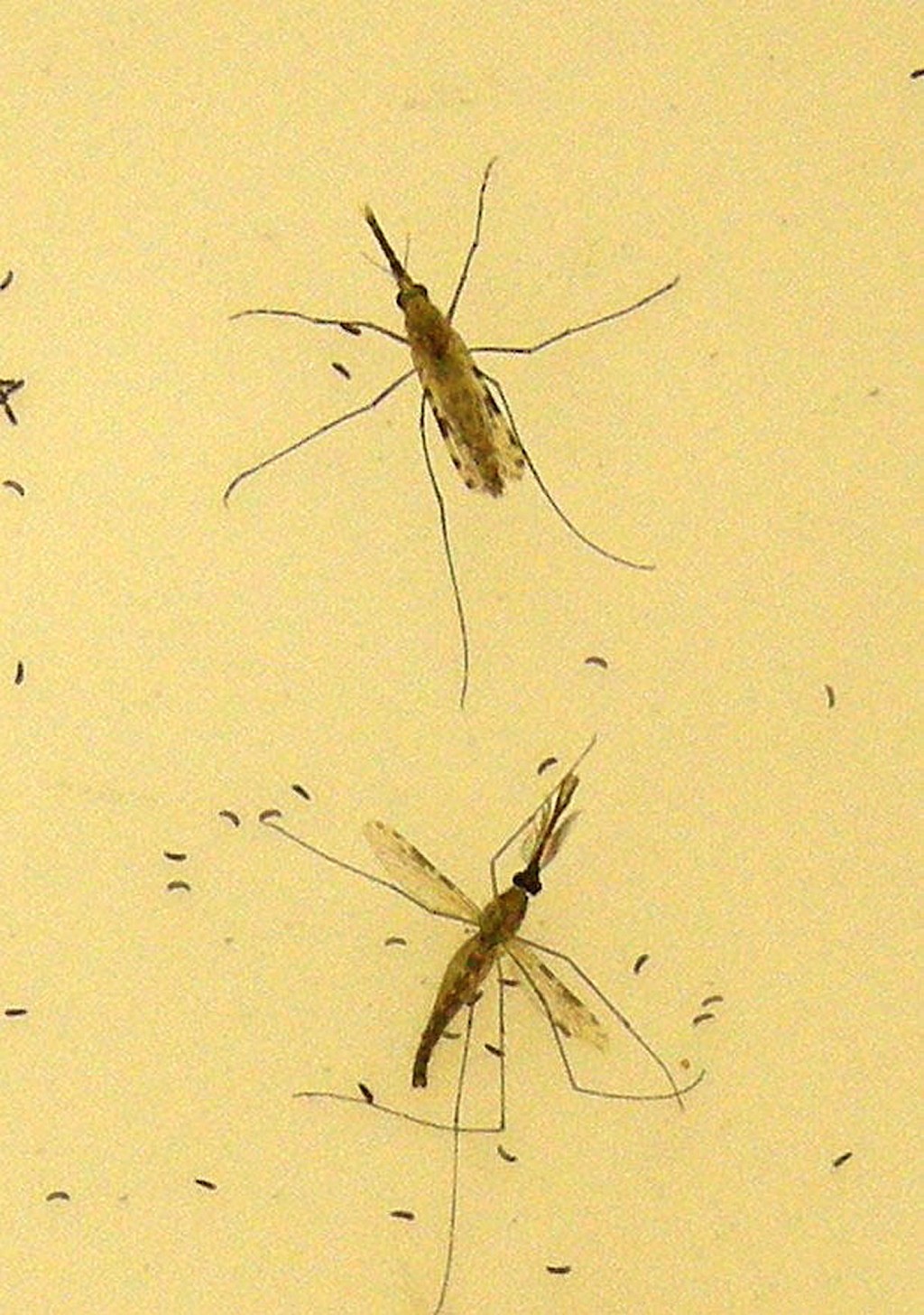 蚊子是瘧疾的主要傳播媒介。路透社