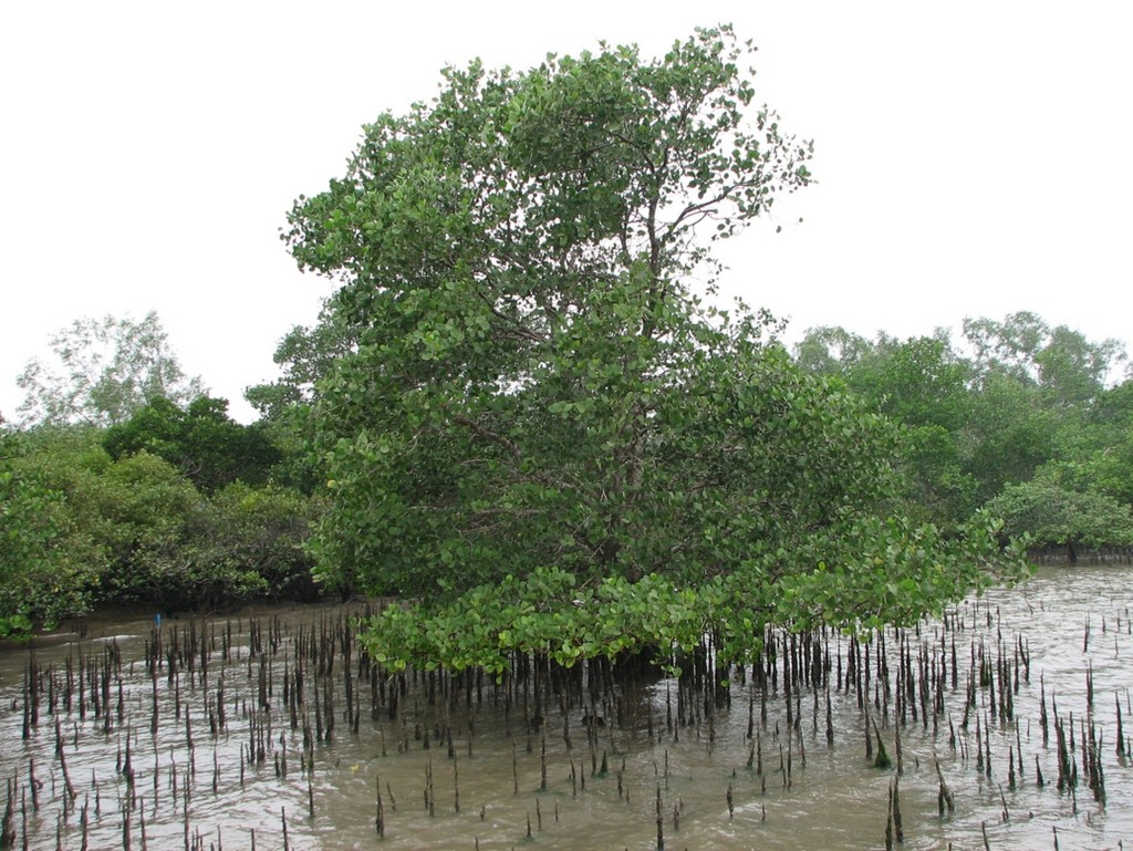  邱建文提到，外來入侵物種「海桑」正嚴重威脅后海灣紅樹林生態，透露港府已與內地政府協調統籌，攜手清除海桑阻止問題惡化。