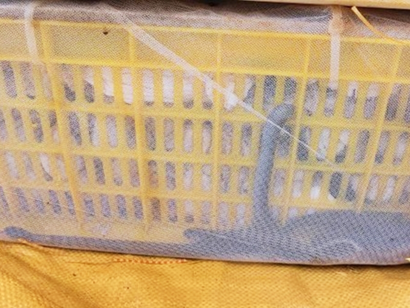 裝有麻袋包裹的黃色膠箱內，有活體蛇爬出。網圖
