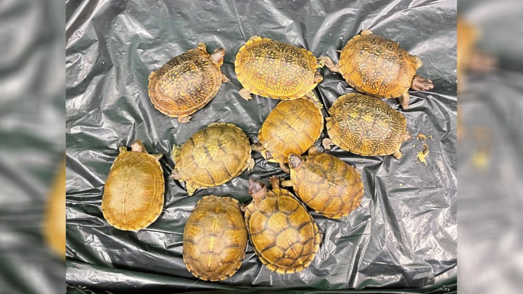 海關查美國抵港衣物包裹 揭藏10隻瀕危活龜