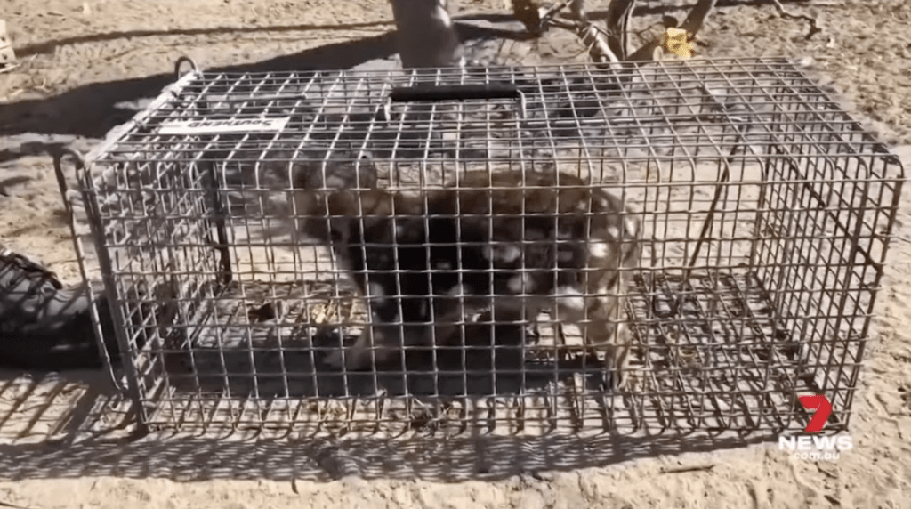 澳洲南部一名農民，在無意中發現一隻在南澳絕迹百多年的斑尾虎鼬。