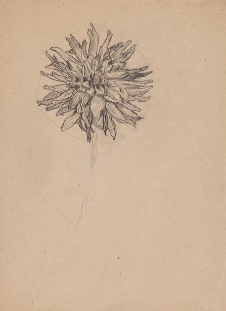 荷兰风格派蒙德里安1908年作品《Study of a Dahlia》 (Sketchbook Sheet 1)，现于美国波士顿美术馆展出。