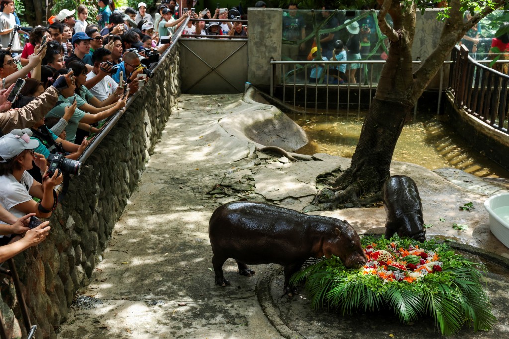 泰國動物園擠滿逾萬粉絲，為彈跳豬慶生。路透社