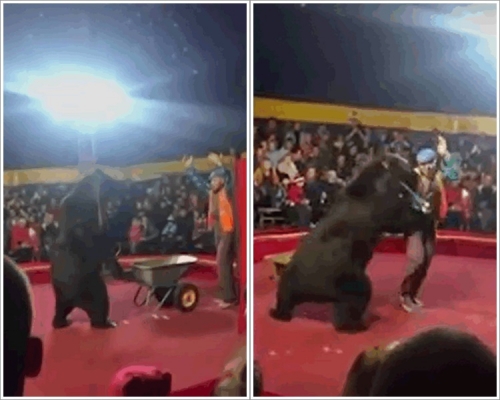 大棕熊突然扑向驯兽师。网图
