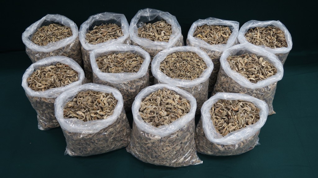 檢獲的懷疑受管制乾海馬。政府新聞處圖片