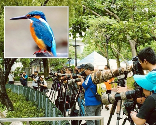 柴灣公園有大批「龍友」出沒。 柴灣人柴灣事FB‎圖