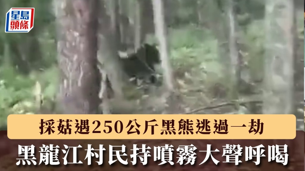 黑龍江村民採野菇遭遇500斤巨熊，手持防熊噴霧大聲呼喝化解危機。