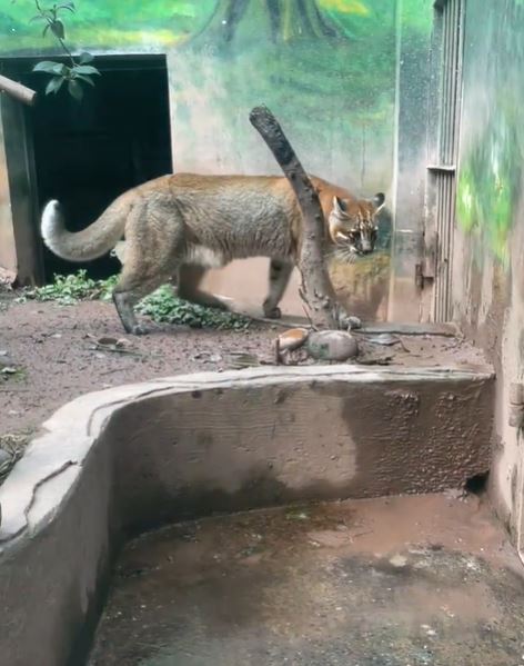 重慶金貓動物園明星動物「阿宅」離世，許多網民在網上悼念。