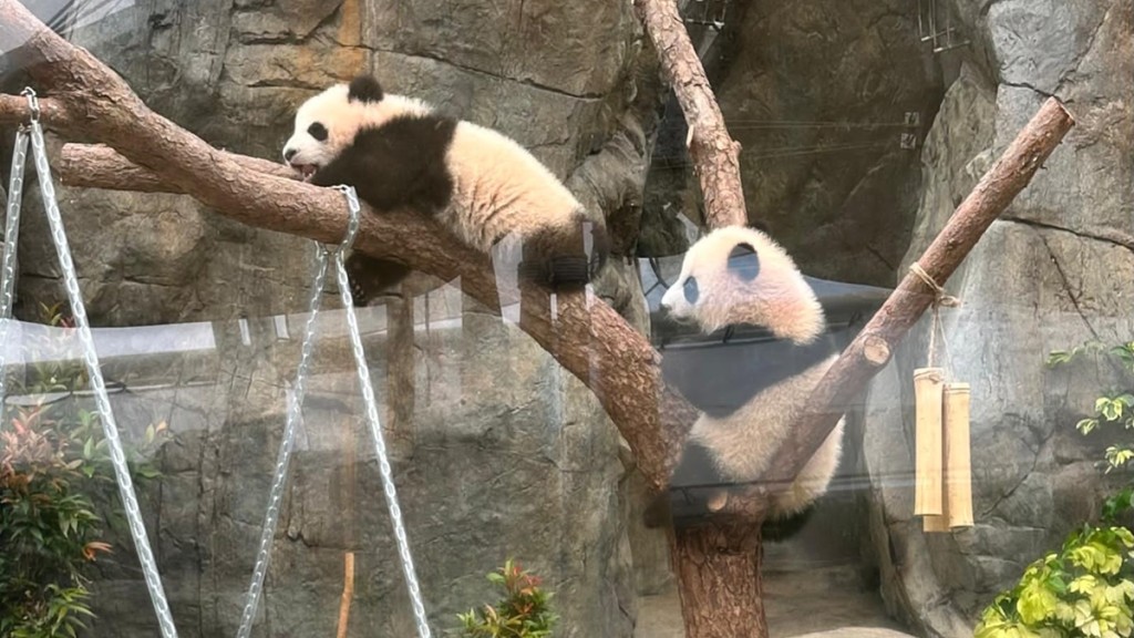 港產大熊貓｜海洋公園已推400項周邊產品 進場觀看安排將敲定