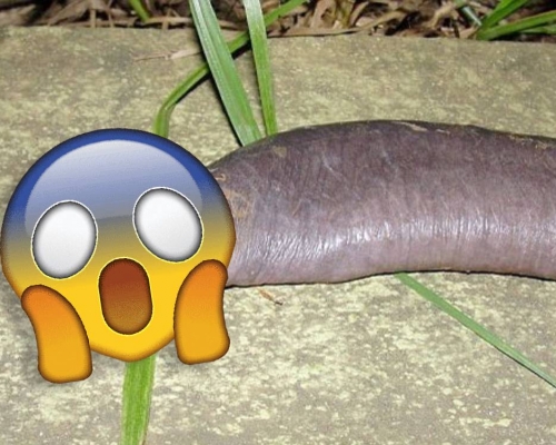 蚓螈的外型與男性性器官相似而被稱為「陰莖蛇」。網上圖片