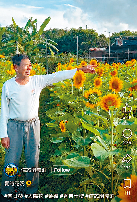 農莊主梁日信介紹園內不同種類的向日葵。 農莊主梁日信介紹園內不同種類的向日葵。